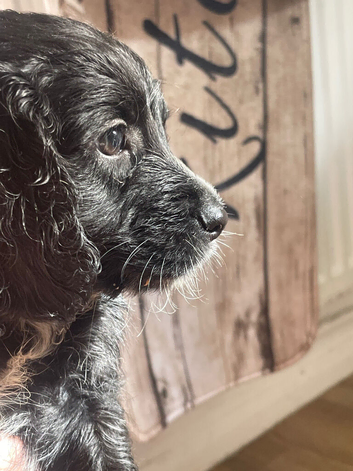 Cockapoo Puppies