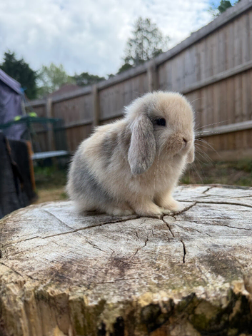 Harlequin mini lop babies