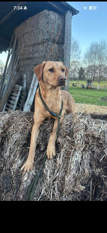 Beautiful working line Labrador puppies