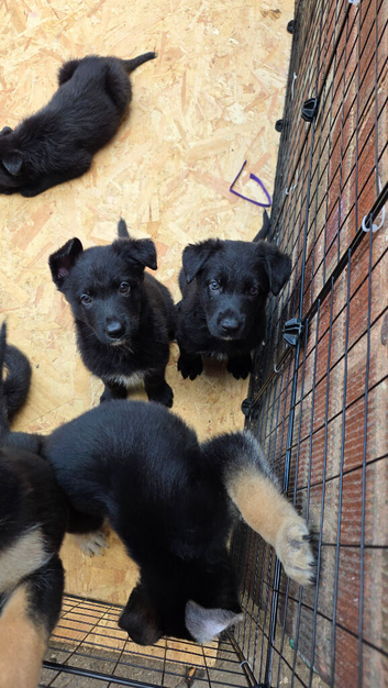 German shepherd puppies