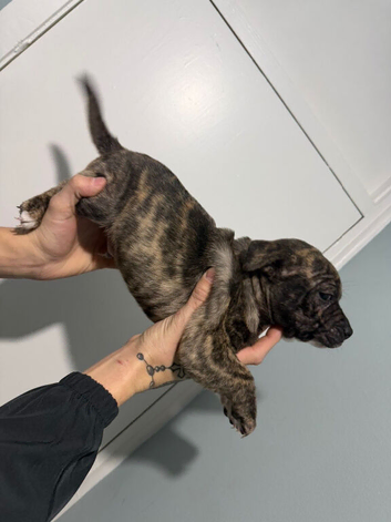 Staffordshire bull terrier boy 13 weeks old