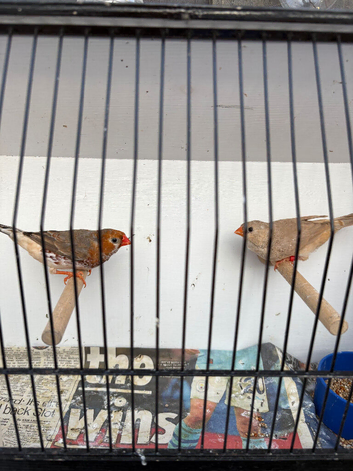 Orange & black mutation zebra finches for sale