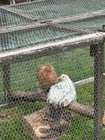 Pekin bantam
