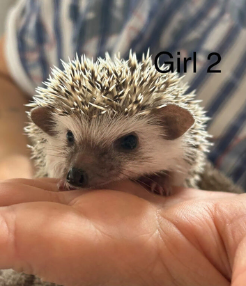 Baby pgymy hedgehogs ready to leave