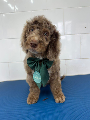Beautiful cockapoo babies last 3 reduced to find wonderful forever homes