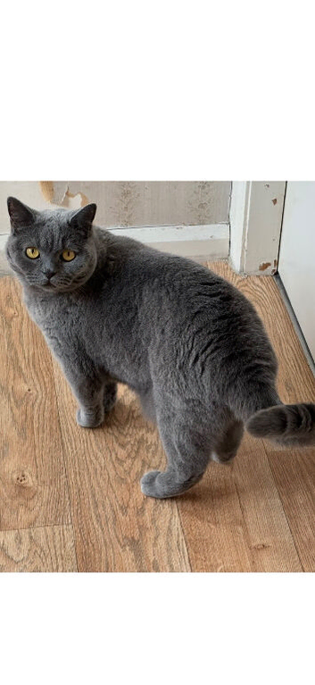 Retired blue female