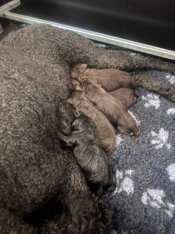 Stunning F1 Labradoodle Litter from Health Tested Parents.