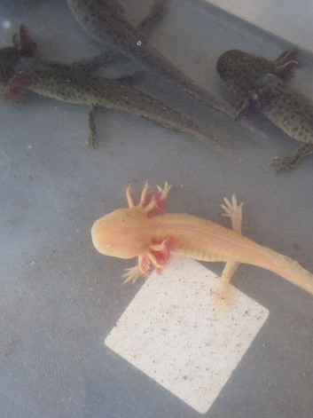Axolotls