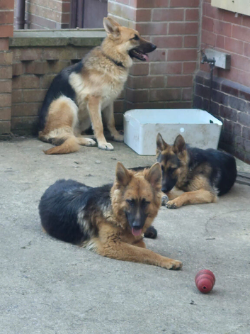 German shepherd