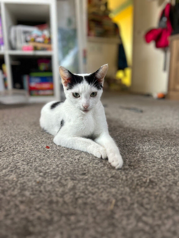 One yr old sisters need new home