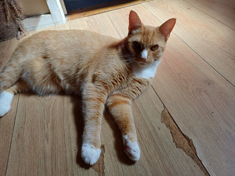 Lovable tom cat