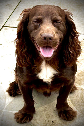 Chocolate cocker stud