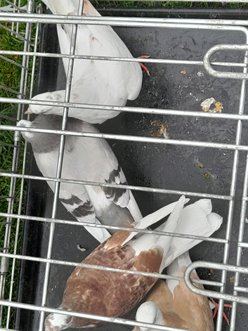 For sale