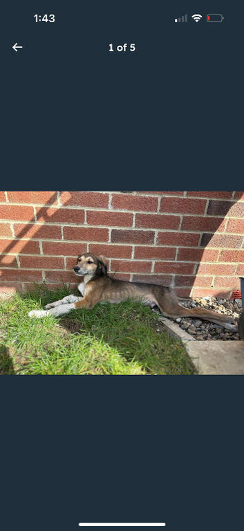 Saluki greyhound