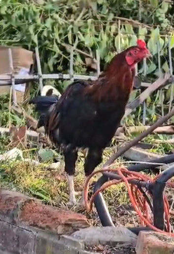 Aseel Cock