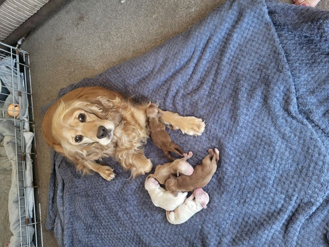 5 beautiful golden/white cockapoos