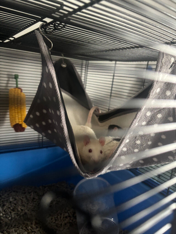 2 adult male rats for sale