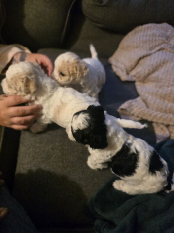Bichon x shih tzu