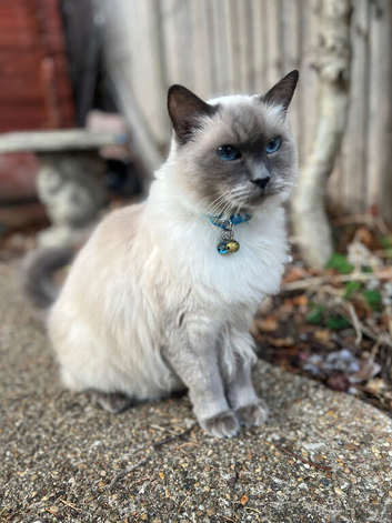 Ragdoll cat needs loving home