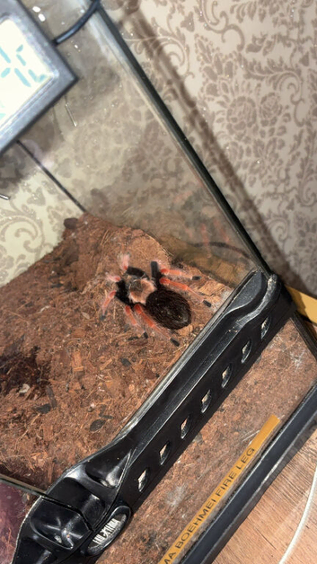 2x Tarantulas