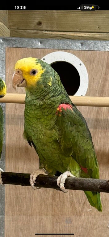 Double yellow headed Amazon cock bird