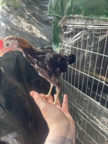 Free to good home 2 modern game bantam cockerels