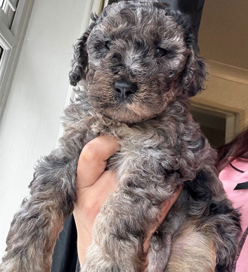 F1B cockapoo 1 male Left