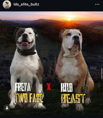 Alapaha blue blood bulldogs