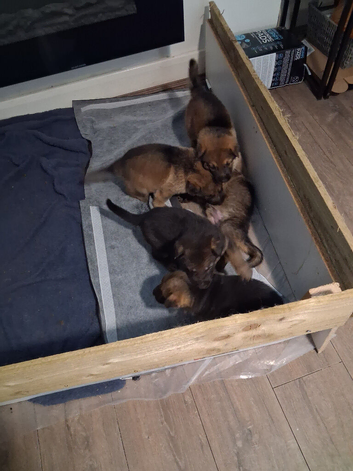 Full blooded German Shepherd puppies.