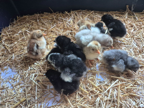 Pekin chicks for sale