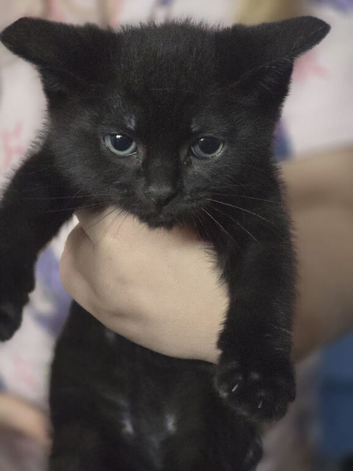 9 week old