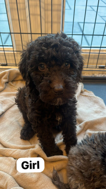 Beautiful f2b cockapoo's READY NOW