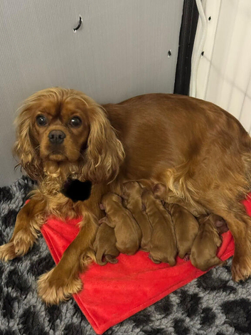 Stunning litter of Ruby boys