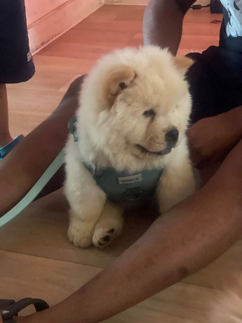 Beautiful 11 Week Old Male Chow Chow &ndash; KC Registered