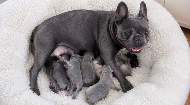 French Bulldog Puppies