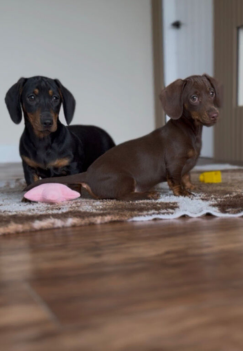 Gorgeous mini smooth haired dachshund