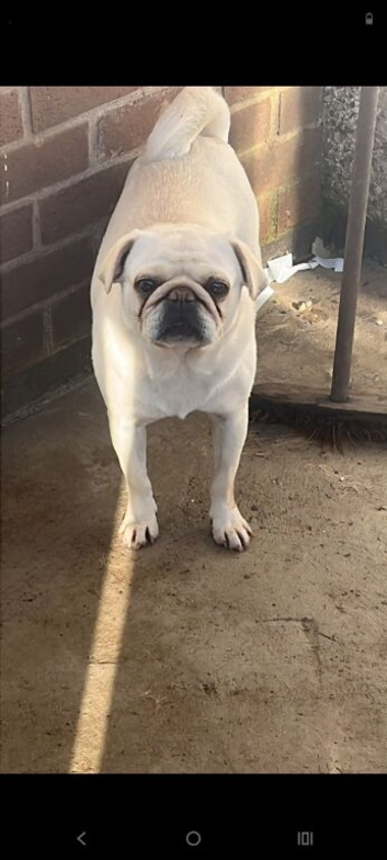 White female pug