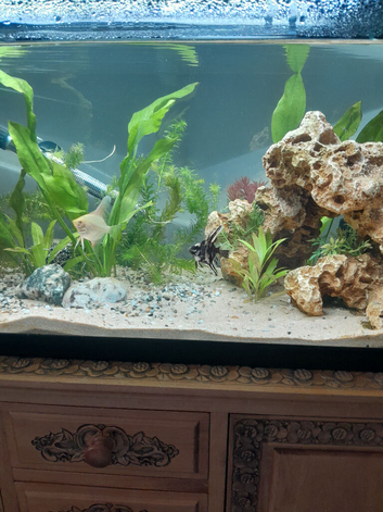 2 young Angelfish