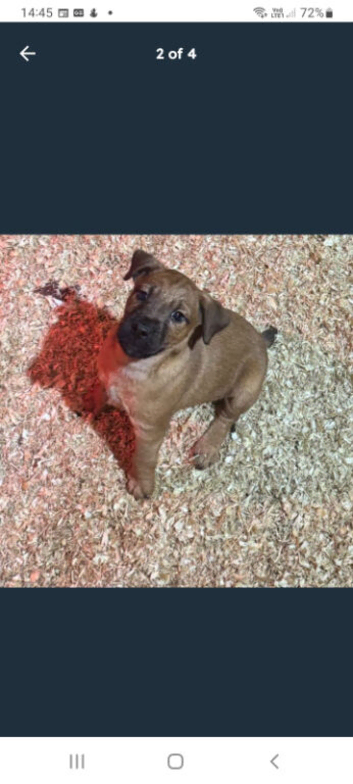 16 week old patterdale