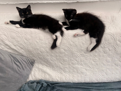 2 kittens for sale