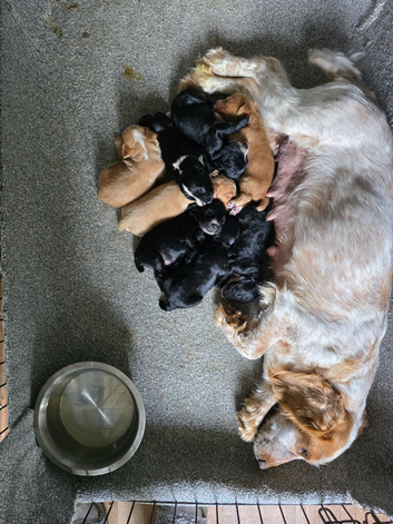 Cocker spaniel puppies for sale.