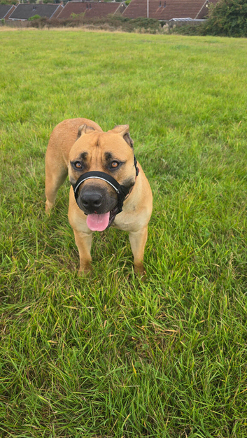 Boerboel Female for rehoming 21 months