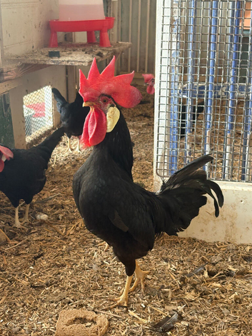 Black Leghorn Bantam Chicks