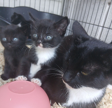Kittens