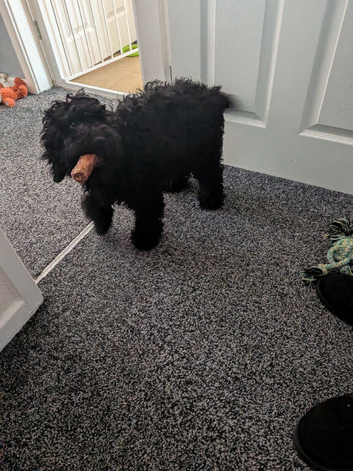 Female cockerpoo