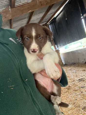 Border collie puppies for sale