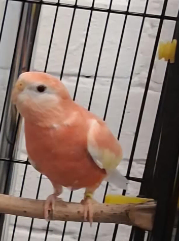 Rubino Bourke's Parakeets