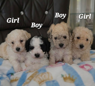 Beautiful Toy Poodle Puppies