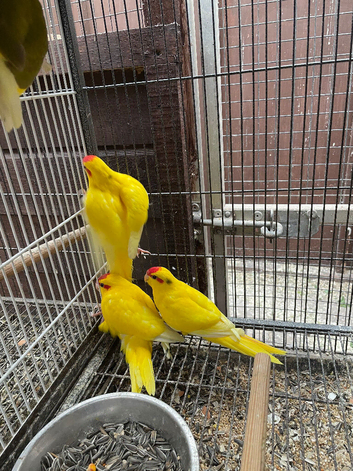 Young kakarikis