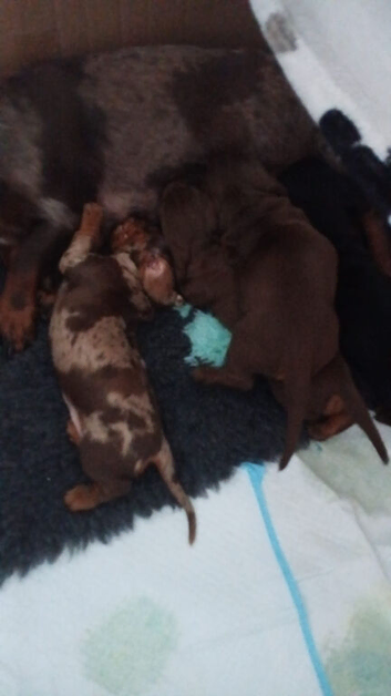 Stunning miniature dashound puppies. One male black and tan and one female brown and tan